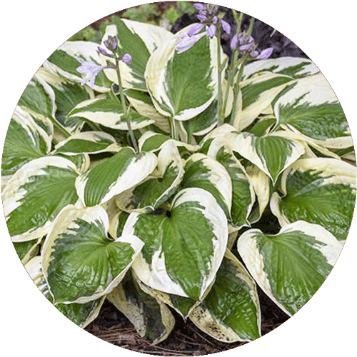 A Patriot Hosta.